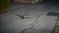Flying duck caught on speed camera could be repeat offender