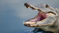 Woman killed by alligator in Florida lake