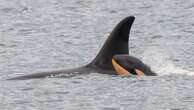 Killer whale who carried dead calf in 'show of grief' gives birth again - but experts are concerned