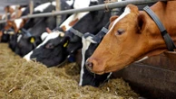 UK handed stark warning over disease ravaging its farms