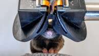 Scientists build tiny virtual reality goggles for mice