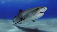 Boy 'decapitated' by shark in Jamaica