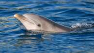 'Lonely' dolphin behind multiple attacks on humans, experts say