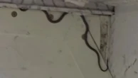 Snake on a plane! Flight delayed for two hours as catcher comes to the rescue