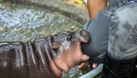 Zoo holds birthday party for celebrity hippo Moo Deng
