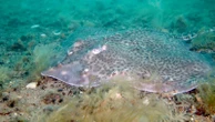 Endangered rays, sharks and native oysters 'could thrive' despite climate change, report claims