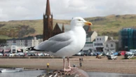 Calls for Scotland-wide seagull summit amid warnings someone could be killed