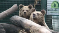 Two young bears escape from enclosure in Devon... and devour a week's worth of honey