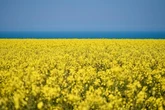 Замість трьох - один мільярд: аграрії оцінили втрати після завершення торгівельної угоди з ЄС