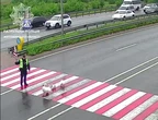 Лебедина історія: як пернаті мандрівники зупинили рух на трасі