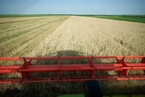 Жнива-2025: Україна вже зібрала врожай з 76% полів