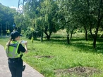 У Києві викрали сакури, висаджені на честь загиблих медійників