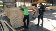 23 мільйони збитків і контрабанда деревини: на Житомирщині оголосили підозри посадовцям - прокуратура