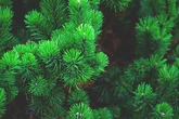 Потепління клімату не збільшить викиди CO₂ деревами - дослідження