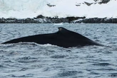 Повернулись раніше, ніж очікувалось: біля станції "Академік Вернадський" помітили горбатих китів