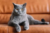 Муркотіння, що лікує: коти допомагають людям виробляти "гормон кохання"