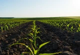 Заморозки пошкодили кукурудзу і яру пшеницю, але загрози для продовольчої безпеки немає - аграрій