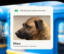 Відмовилися впускати на “Теремки” під час тривоги: столичний метрополітен пояснив ситуацію з псом Мішею