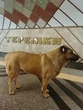 Відомого песика Мішу більше не впускають у столичне метро під час обстрілів - зоозахисники