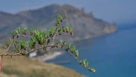 Втримати коріння: як Україні вдалося зберегти кримські наукові надбання рослинництва