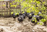 У ЄС попередили про загрозу пташиного грипу для свиней