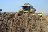 Жнива-2025: в України аграрії розпочали збір соняшнику і сої