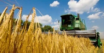 Нацбанк знизив прогноз врожаю більшості культур: що вплинуло