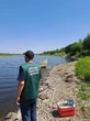 Масовий мор риби стався в озері на Запоріжжі: назвали причини