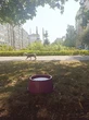 Рятують від спеки: у парках та скверах Броварів розмістили поїлки з водою для тварин