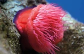 Відкриття у глибинах Японії: новий вид актинії стирає межі між тваринами та архітектурою