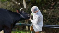 Спалах ящуру в Центральній Європі: країни закривають кордони для стримування вірусу