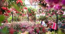 A Londra il tripudio floreale del Chelsea Flower Show celebra la vera essenza british