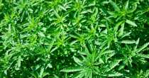 Cannabis: Tar Lazio accoglie istanza su sospensione decreto su Cbd