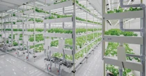L’agricoltura verticale dopo i supermercati conquista i grandi chef