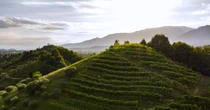 Vino, in arrivo 93 milioni per la promozione all’estero