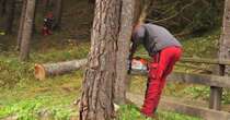 L’industria delle foreste riparte, grazie ai giovani imprenditori