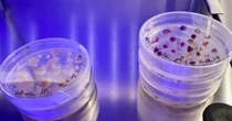 Vegetali prodotti da cellule coltivate in vitro: progetto sperimentale dell’Enea