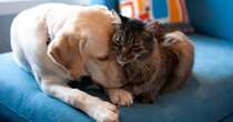 Polizze per cane e gatto, ecco come scegliere