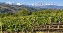 Il Montepulciano d’Abruzzo delle Colline Teramane cresce del 50% in due anni