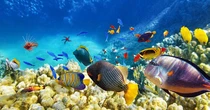 Blue Economy: dall’Ue 3,5 miliardi e 40 azioni per la difesa degli oceani