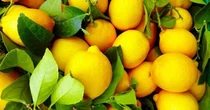 Polenghi Food punta sulla filiera sostenibile: 100 milioni di fatturato dai limoni