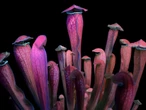 Tra botanica e visual culture: una mostra mette al centro il rapporto tra l’uomo e la natura