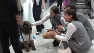 All'aeroporto di Istanbul cagnolini per alleviare lo stress dei passeggeri