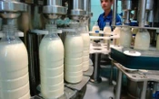 СЗРУ: РФ скорочує споживання молочної продукції через збільшення цін