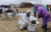 За два дні в Севастополі зібрали понад 100 тонн забрудненого мазутом грунту