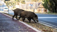 Kto w mieście spotka dzika, ten... No właśnie, co powinien zrobić?