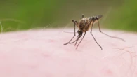 Kolejny dowód na globalne ocieplenie. Komarów na Islandii nigdy nie było