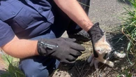 Kotek utknął w samochodzie. Policjanci przybyli na ratunek