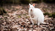 Kangury na gigancie. Uciekły z prywatnej hodowli