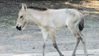 Mały cud w warszawskim ZOO. Urodził się koń Przewalskiego